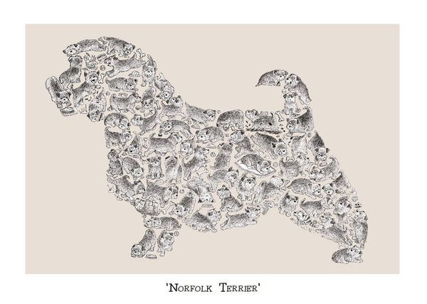 Norfolk Terrier : apparence, caractère, élevage | Magazine