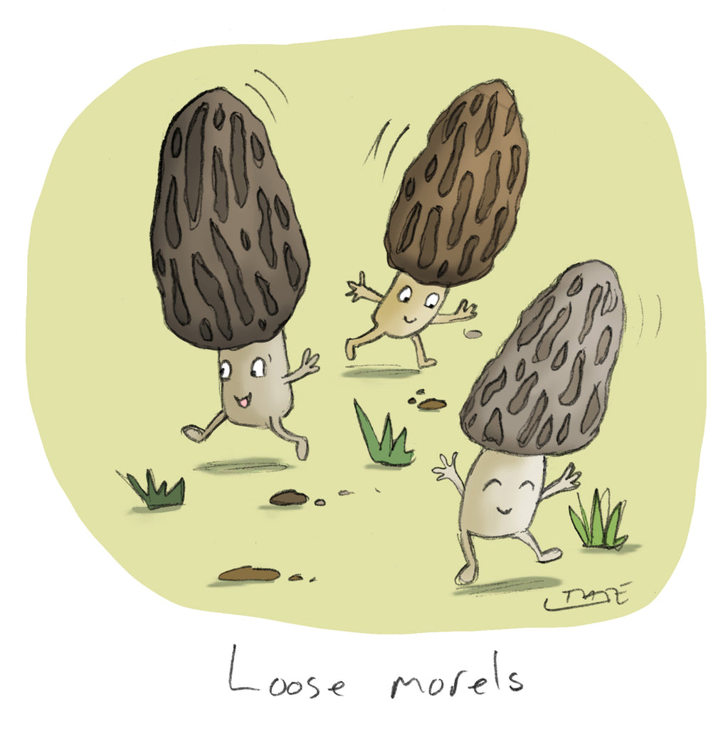 Loose Morels