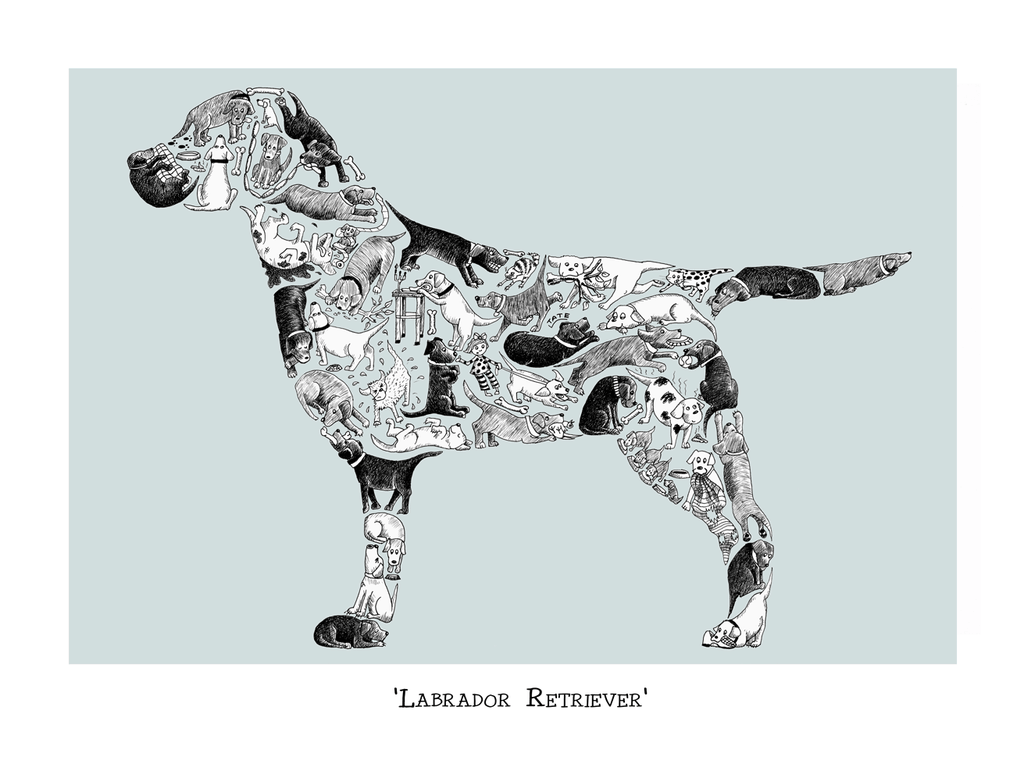 Labrador Retreiver